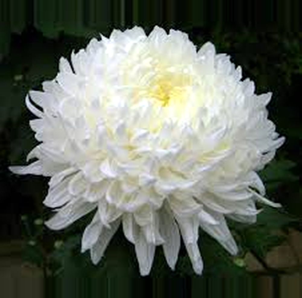Хризантема помпонная белая фото и описание